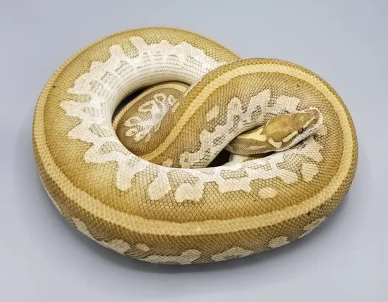 Leopard Platinum Ball Python by Milbradt & Caponetto Pythons