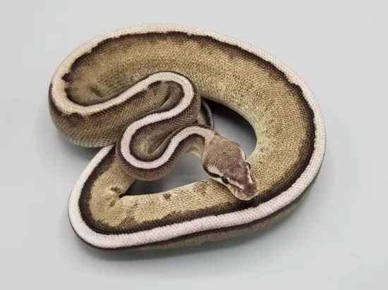 Vinalla Python Vanilla VPI Axanthic Genetic Stripe Ball Python by Milbradt & Caponetto ...
