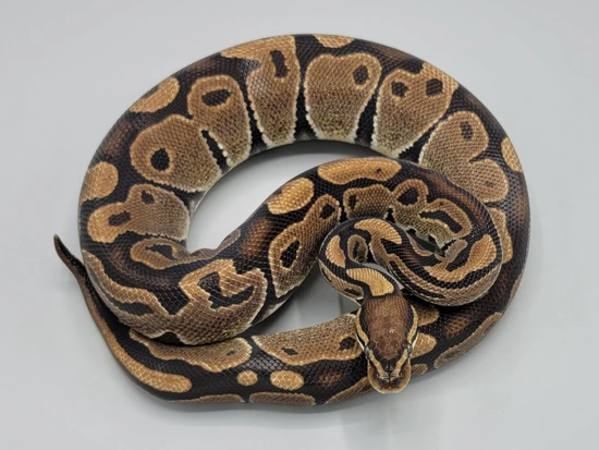 Double Het Desert Ghost/VPI Axanthic Ball Pythons by Milbradt