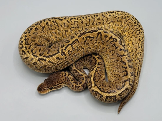 Monsoon Ball Python by Milbradt & Caponetto Pythons