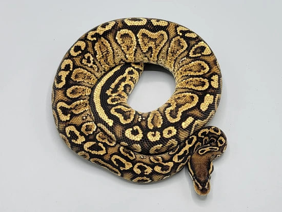 Vanilla Hurricane Paint Ball Python by Milbradt & Caponetto Pythons