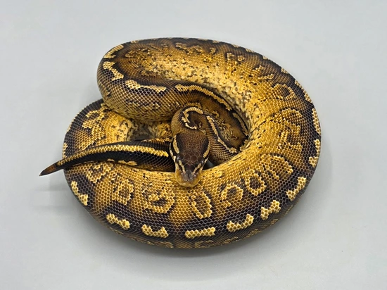 Hurricane Yellowbelly Paint Ball Python by Milbradt & Caponetto Pythons