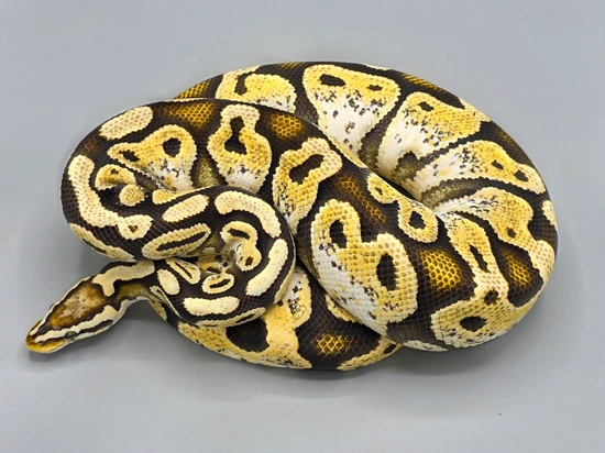 Lace Ball Python Proven Breeder Pastel Calico Lace Ball Python by Milbradt & Caponetto ...