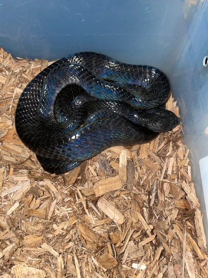Pair Black Mangrove Snake (Boiga Dendrophila "gemmicincta") More Colubrids  by Jackie Goodman - MorphMarket
