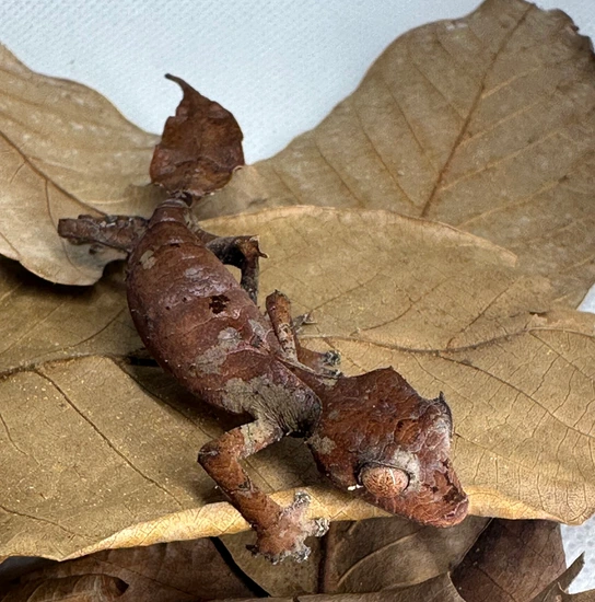 Satanic Leaf Tailed Gecko (Uroplatus Phantasticus) Leaf-Tailed Gecko by ...