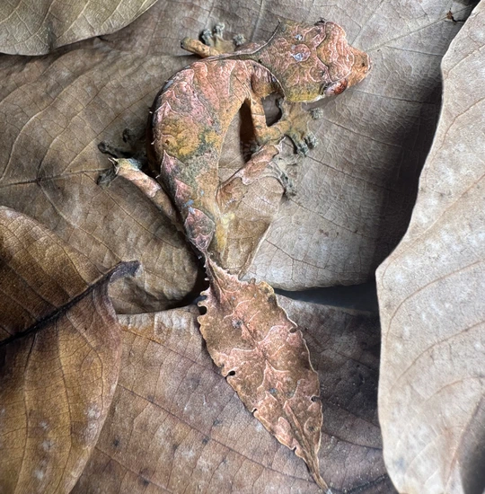 Satanic Leaf Tailed Gecko (Uroplatus Phantasticus) Leaf-Tailed Gecko by ...