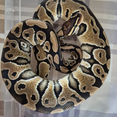 Special Yellowbelly Het Clown