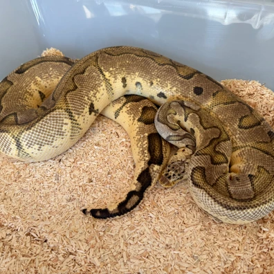 Pastel Clown Het VPI Axanthic Ball Python - female for sale from James Jenkins