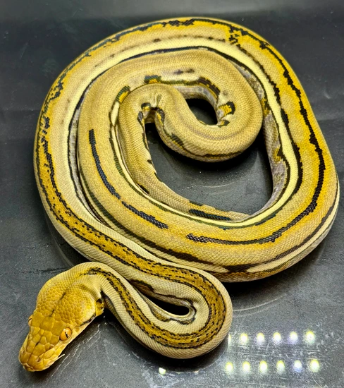 Genetic Stripe Reticulated Python by Wrights Exotics