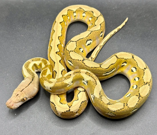 Platinum Bacan Poss Het Blonde Reticulated Python by Wrights Exotics