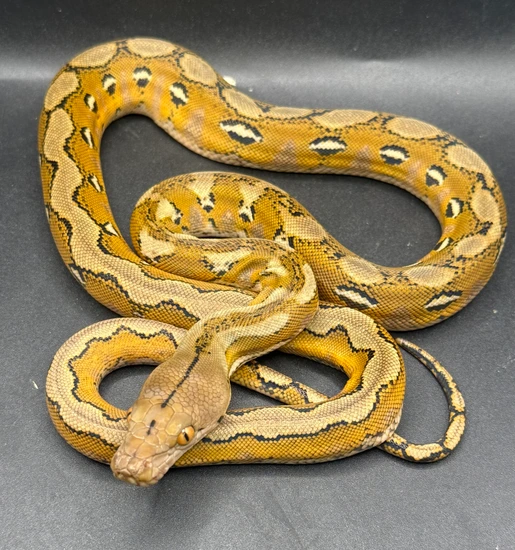 Platinum Het Ogs Reticulated Python by Wrights Exotics