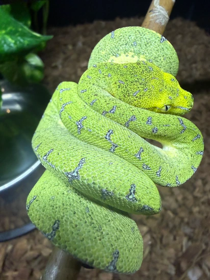 Uscbb Sorong Green Tree Python by JDReptiles