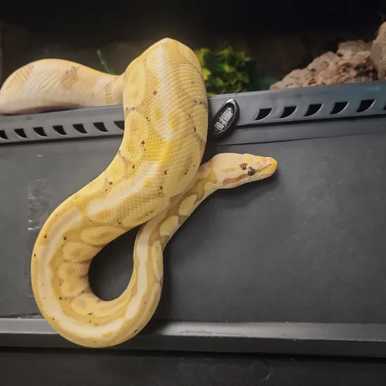 Python Jullus Pastel Banana Proven Breeder-Julius Ball Python by Professor's Pythons