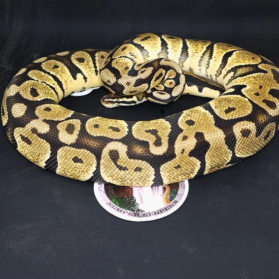 Pastel Vanilla Ball Python by John and Mary's Snakes