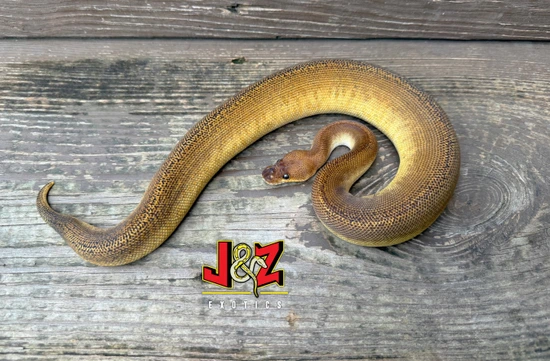Redhead Stranger Monsoon Clown Ball Python by J&Z’s Exotics