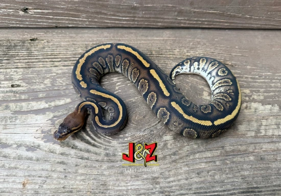 Stranger Redhead 100% Het Monsoon 100% Het Clown Ball Python by J&Z’s ...