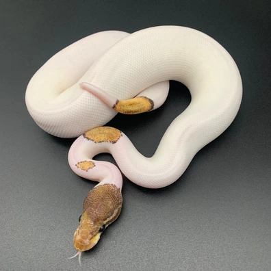 Mojave Piebald Ball Python - female for sale from Demon Snakes