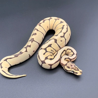 Spider Mojave Desert Ghost 50% Het Pied Ball Python - male for sale from Demon Snakes