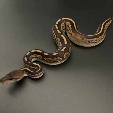 Copper Cinnamon Het Pied Ball Python - female for sale from Demon Snakes