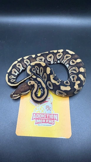 Phantom Het Clown Ball Python by Addiction Morphs