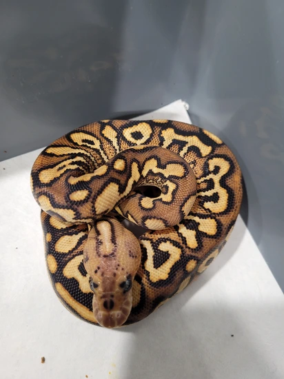 Pompeii Python Pompeii Black Pastel Red Stripe Yellow Belly Spotnose Ball Python by ...