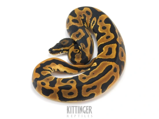 OD Leopard Dbl Het Sunset Clown 50% Het Hypo Ball Python by Kittinger ...