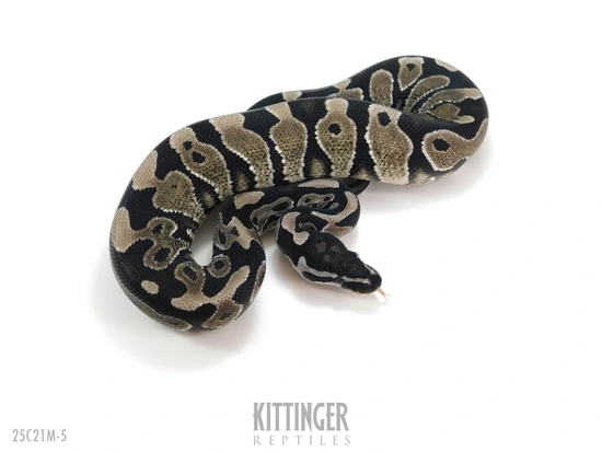 Axanthic YB Ball Python by Kittinger Reptiles