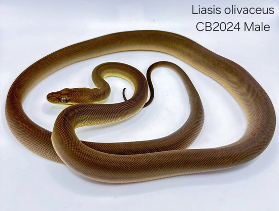 Olive Python by Haze Serpents
