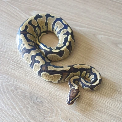 Fire, Yellowbelly, Het Clown, Het Pied, Het Lavender Albino Ball Python - female for sale from CLS Pythons