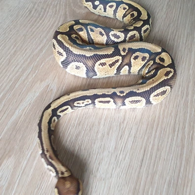 Pastel, Leopard, Spotnose, Yellowbelly, Het Clown, Het Lavender Albino, Het Pied Ball Python - female for sale from CLS Pythons
