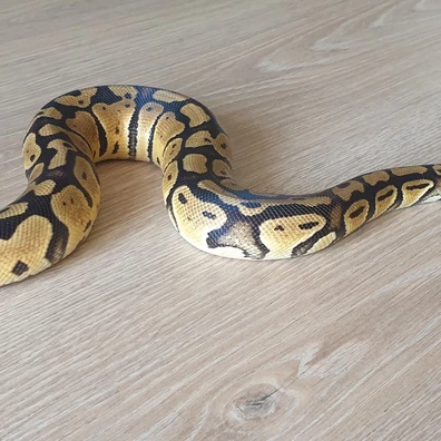 Pastel, Fire, Spotnose, TH Clown, Lavender Albino, Pied Ball Python - female for sale from CLS Pythons