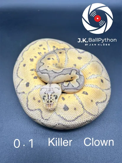killer clown ball python animal facts - python regius... Killer Clown Ball Python by JK Balls