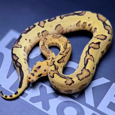 Super Specter Clown 66% Het Albino Ball Python - male for sale from Rocketts Exotics
