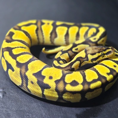 Pastel Enchi Confusion 100 % Het Clown Ball Python - female for sale from Rocketts Exotics