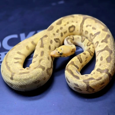 Orange Dream Yellowbelly Fire Spotnose Enchi Confusion Clown Ball Python - male for sale from Rocketts Exotics