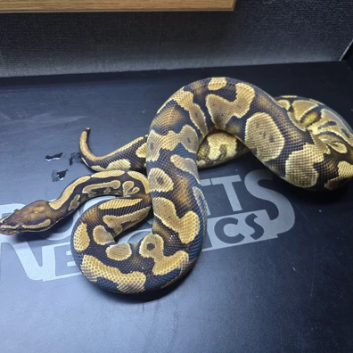 Specter 100% DH Albino Clown Ball Python - female for sale from Rocketts Exotics