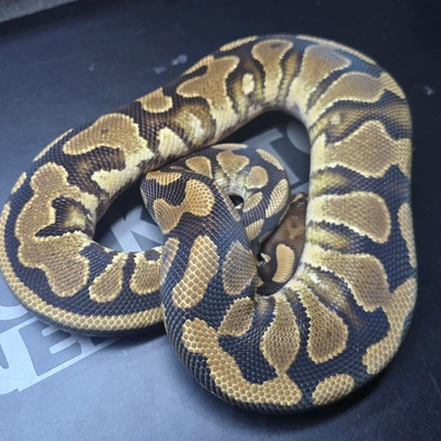 Specter 100% Het Clown 66% Het Albino Ball Python - female for sale from Rocketts Exotics