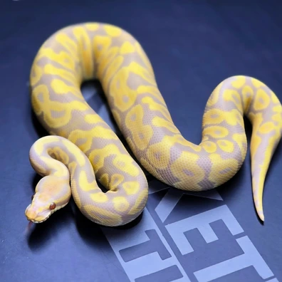 Candy 66% Het Monsoon Ball Python - male for sale from Rocketts Exotics