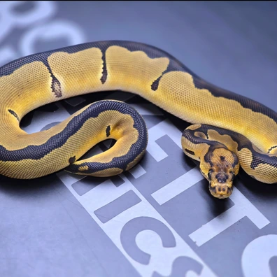 Specter Clown ( Sugar ) 50% Het Albino Ball Python - female for sale from Rocketts Exotics