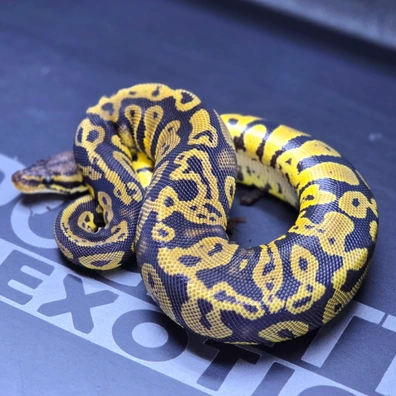 Pastel Cypress Confusion 66% Het Clown Ball Python - female for sale from Rocketts Exotics