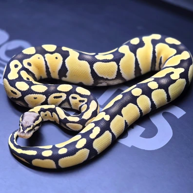 Desert Ghost 100% Het Tri-stripe Ball Python - male for sale from Rocketts Exotics