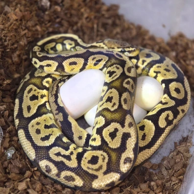 Pastel Confusion 100% Het Clown Ball Python - female for sale from Rocketts Exotics