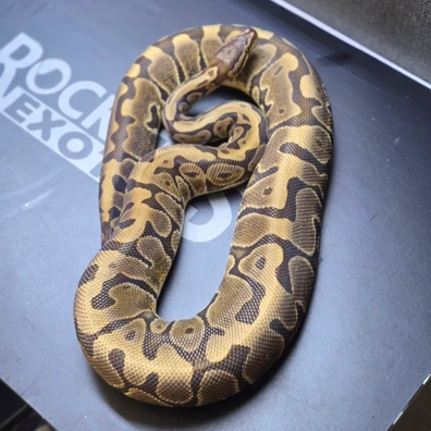 HGW 50% Het Monsoon Ball Python - female for sale from Rocketts Exotics