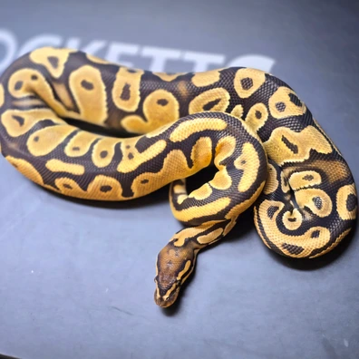 Orange Dream 50% Het Monsoon Ball Python - male for sale from Rocketts Exotics