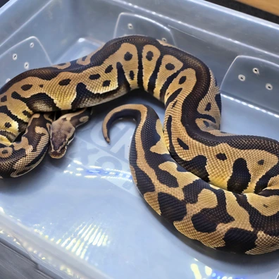 Pastel Leopard (YB) 100% Het Clown Ball Python - female for sale from Rocketts Exotics