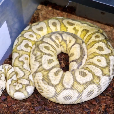 Pastel Yellowbelly Spotnose Clown Ball Python - female for sale from Rocketts Exotics
