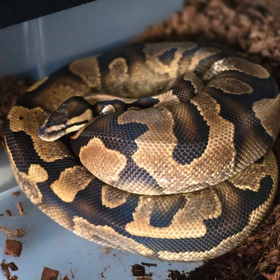 Sugar Yellowbelly 100% Het Clown Ball Python - female for sale from Rocketts Exotics