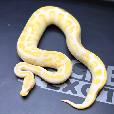 Albino (Phantom/Mojave) 100% Het Clown Ball Python - female for sale from Rocketts Exotics