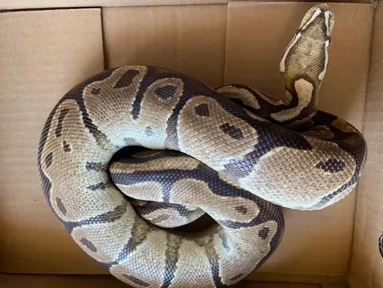 Fire Genetic Black Back Ball Python by Lunar_exotics