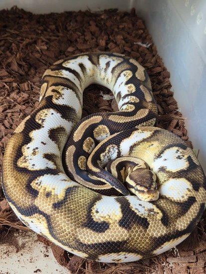 RTB: 0.1 Calico Pastel Het Sunset Ball Python by Space Coast Morphs